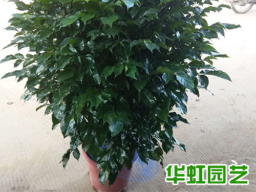 綠寶