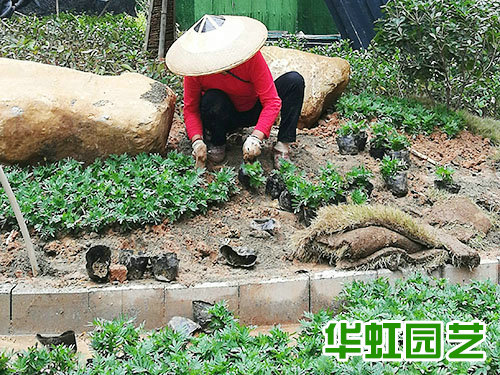 芷江別墅花園景觀(guān)